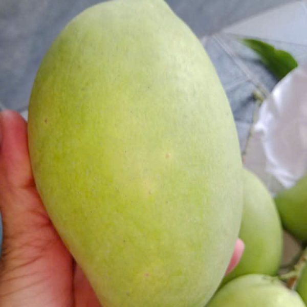 Xoài cát Hòa lộc Loại 3