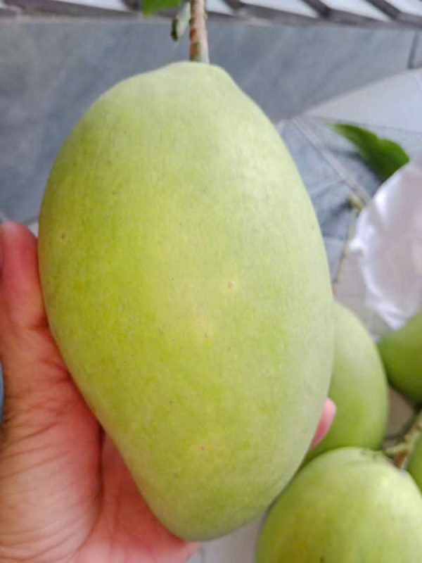 Xoài cát Hòa lộc Loại 3