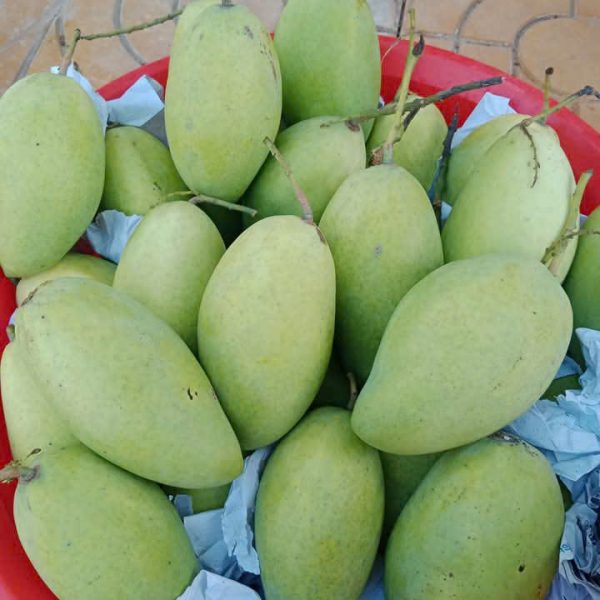 Xoài Cát Hòa Lộc Loại 2