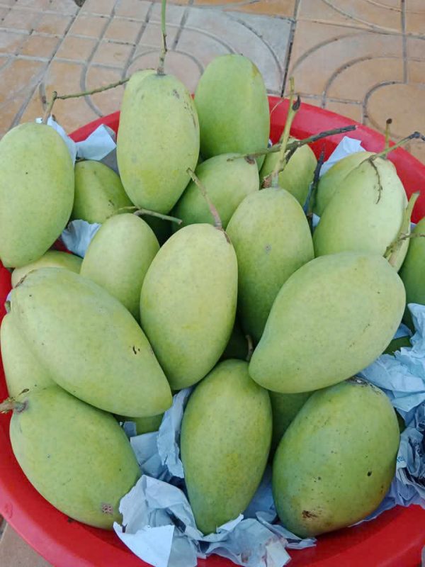 Xoài Cát Hòa Lộc Loại 2