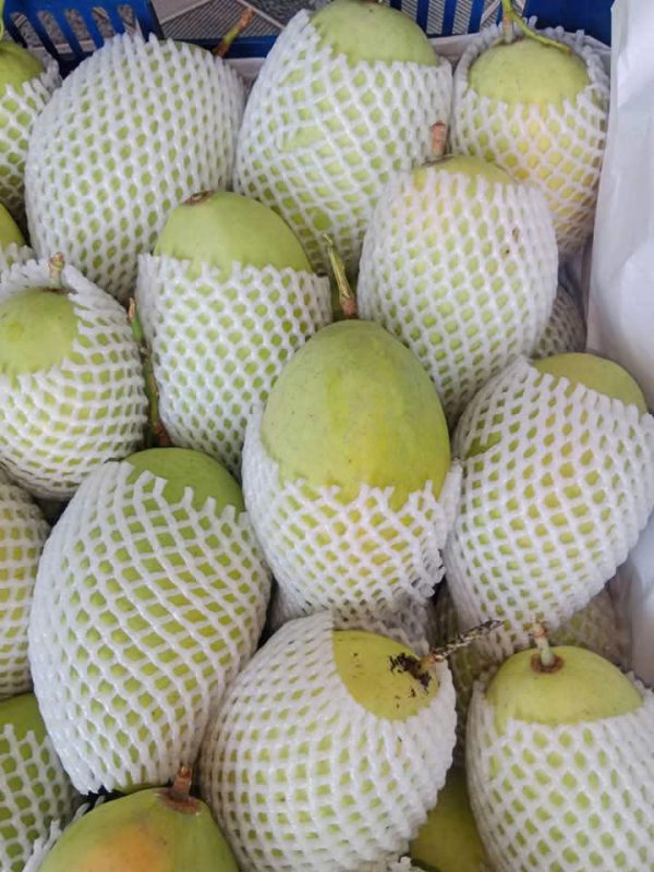 Xoài cát Hòa lộc Loại 3