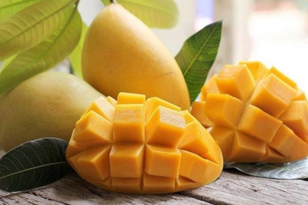 Xoài Cát Hòa lộc Loại 1
