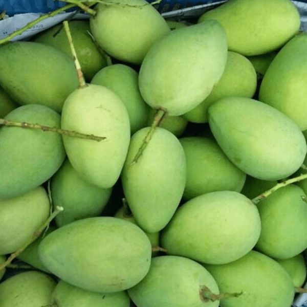 Xoài cát chu  loại 3
