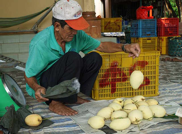 Canh Tác Xoài Theo Hướng Hữu Cơ – Xoài Sạch
