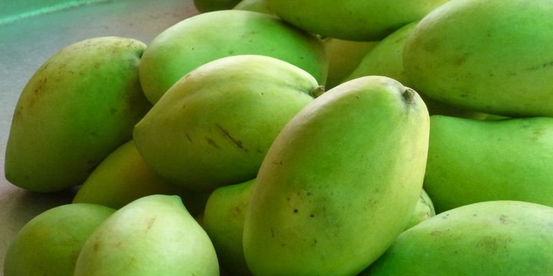 Tìm hiểu về mua xoài cát Hòa Lộc sạch ở đâu?
