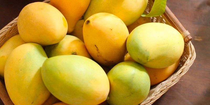 Tìm hiểu về giống xoài cát Hoà Lộc nổi tiếng 