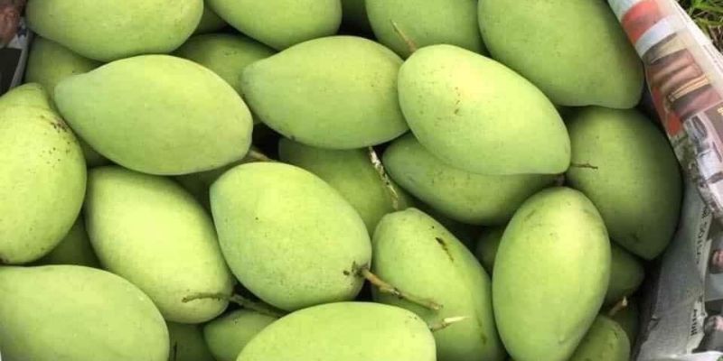 Mua Xoài Chu Sạch Ở Đâu Đảm Bảo Chất Lượng An Toàn?