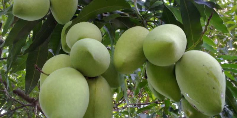 Xoài Sạch với thông tin liên hệ cụ thể rõ ràng 