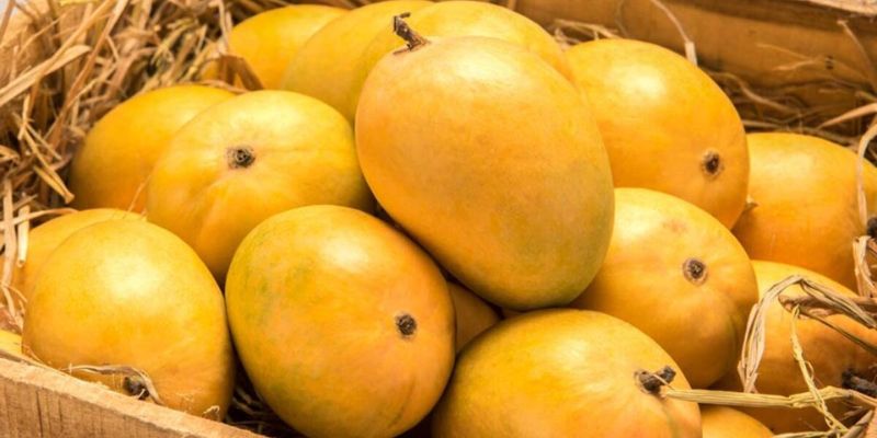 Mua Xoài Sạch Ở Đâu? Tiêu Chí Chọn Nông Sản Chất Lượng 