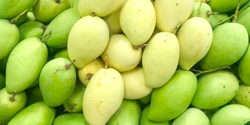 Xoài Cát Chu Sạch – Hương Vị Tinh Túy Từ Vùng Đất Phù Sa 