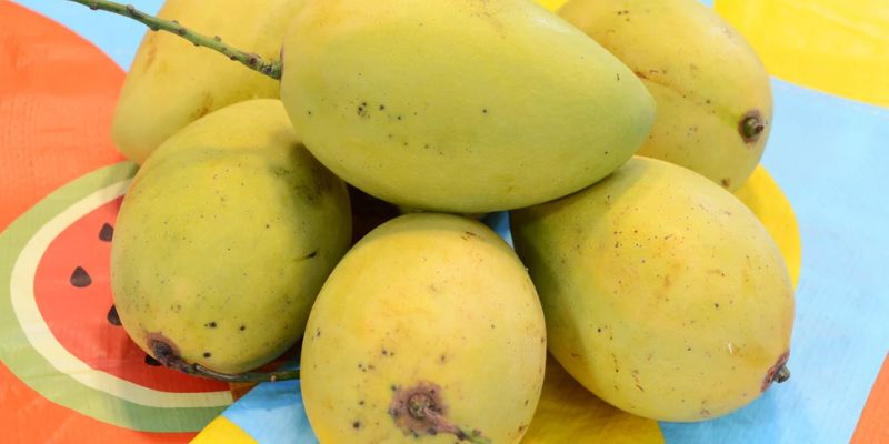 Xoài cát chu sạch nói không với hóa chất độc hại