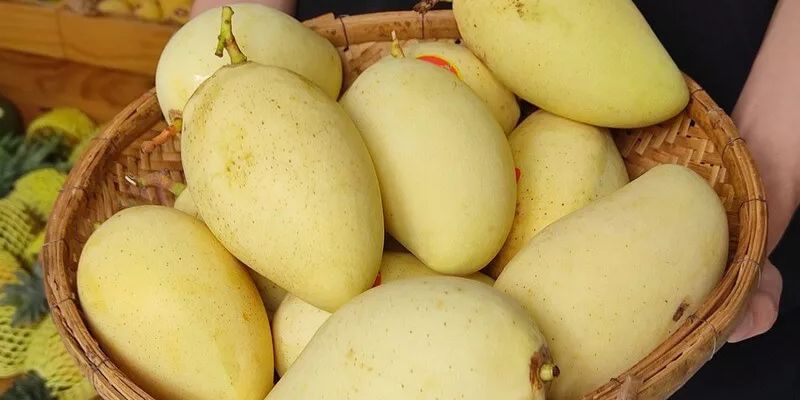 Xoài Sạch cung cấp nông sản chất lượng tốt nhất 