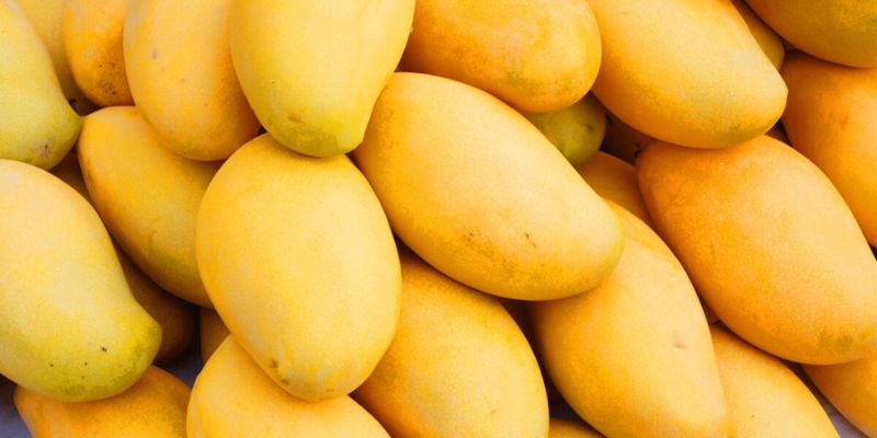 Xoài Cát Hòa Lộc Sạch – Tinh Túy Nông Sản Việt Nam 