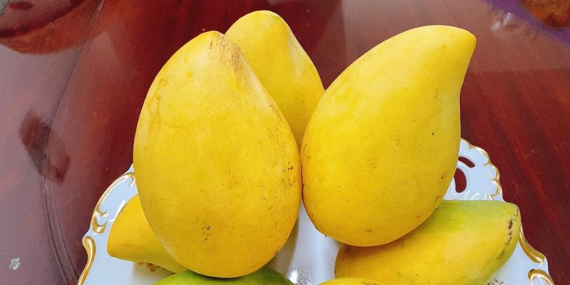Xoài cát Hòa Lộc là nông sản không thể bỏ qua 