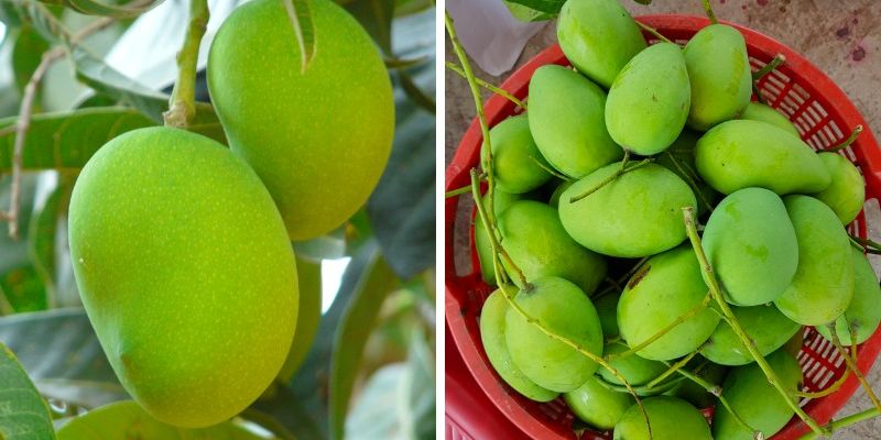 Xoài Hữu Cơ – An Toàn Với Sức Khỏe Người Tiêu Dùng 