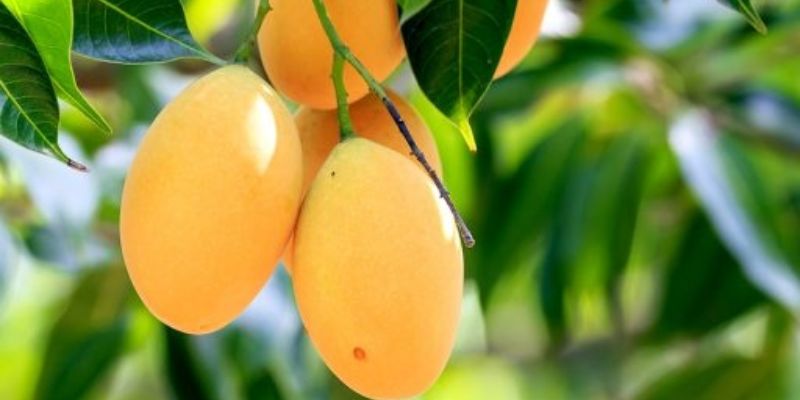 Xoài Sạch Cao Lãnh – Nông Sản Số 1 Tại Việt Nam 