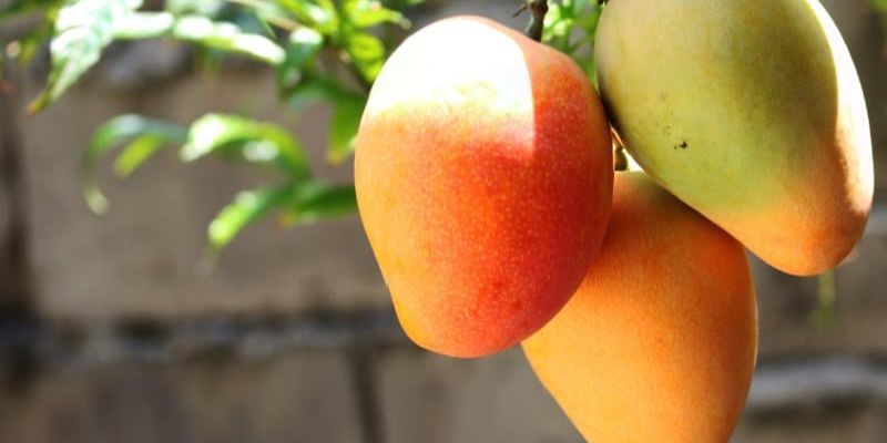 Xoài sạch Cao Lãnh nổi tiếng với hương vị thơm ngon 
