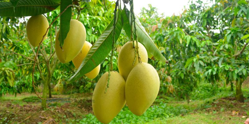Xoài Sạch đem tới những điều tuyệt vời tới khách hàng 