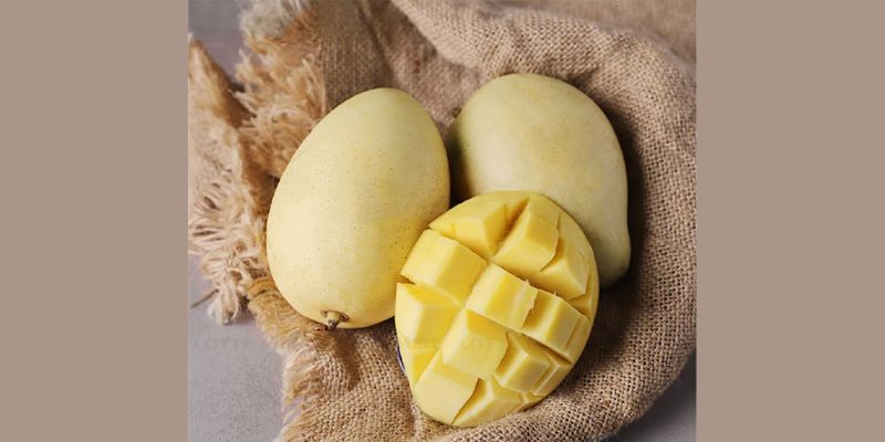 Xoài Sạch Mỹ Xương – Tinh Hoa Của Mảnh Đất Đồng Tháp 