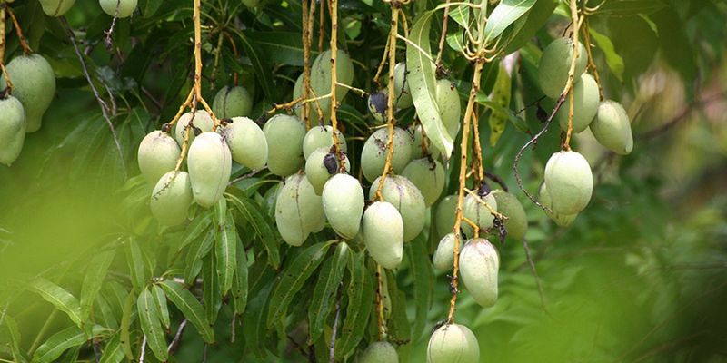 Xoài sạch Mỹ Xương thanh mát xen lẫn vị chua nhẹ 
