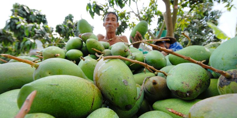 Xoài Sạch cung cấp những loại nông sản chất lượng cao 