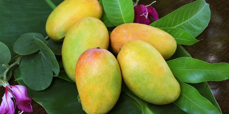 Xoài Sạch Tịnh Thới – Thơm Ngon, Đặc Sản Địa Phương 
