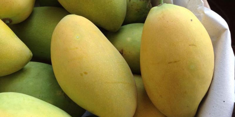 Xoài sạch Tịnh Thới chất lượng hàng đầu 
