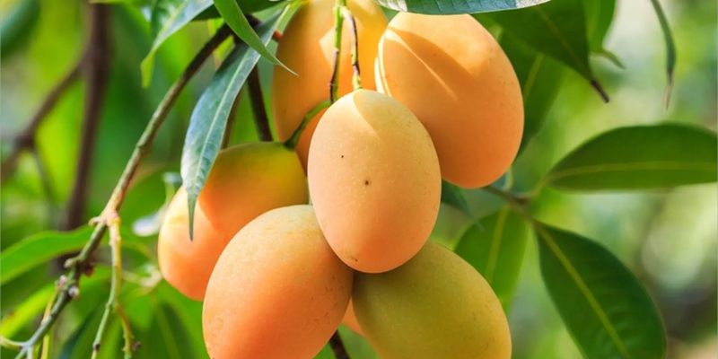 Xoài Sạch đảm bảo chất lượng tốt nhất thị trường hiện nay