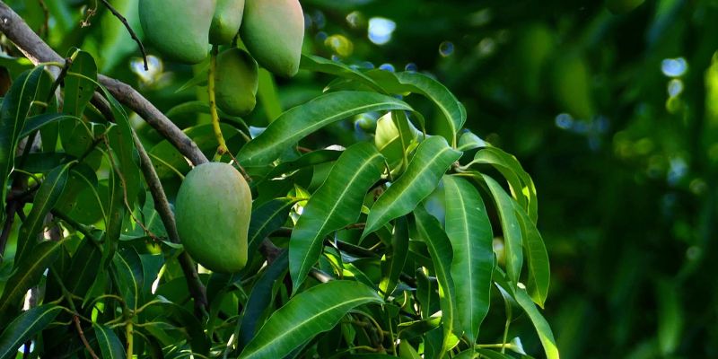 Xoài Sạch cam kết tất cả trái xoài đều thơm ngon