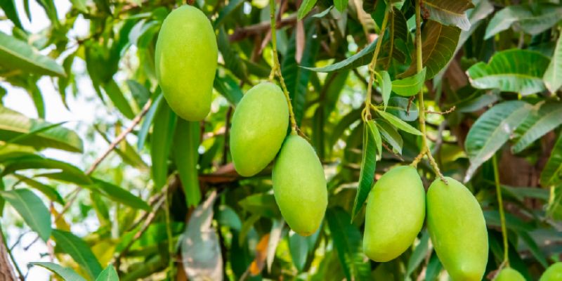 Hiểu đúng về bán xoài từ vườn tới người tiêu dùng