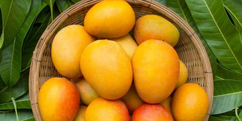 Xoài Sạch mang đến trải nghiệm thưởng thức tươi ngon
