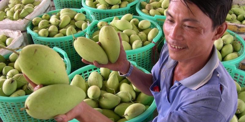Địa Chỉ Xoài Ngon