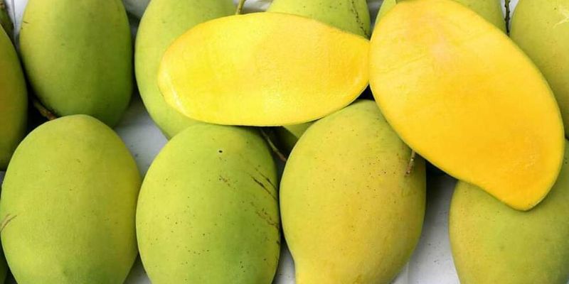 Địa chỉ xoài ngon bạn không nên bỏ qua Xoài Sạch 