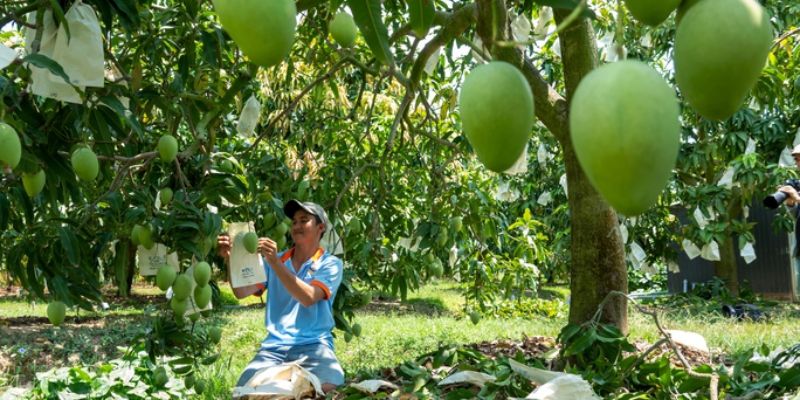 Xoài Sạch cam kết đem tới trái cây thơm ngon 