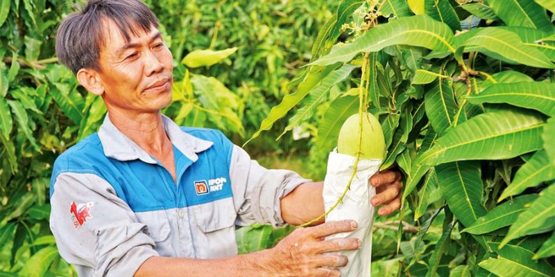 Xoài Sạch là địa chỉ xoài ngon Đồng Tháp