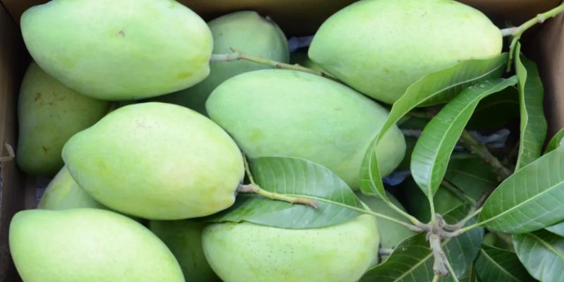 Dịch vụ khách hàng tại Xoài Sạch được đầu tư kỹ càng 