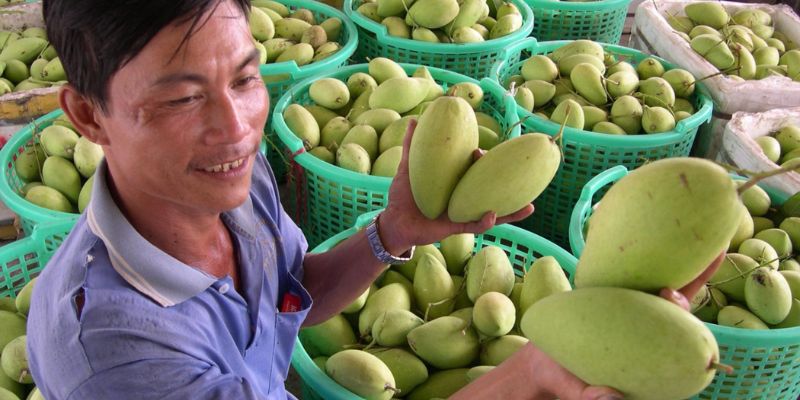 Xoài Sạch cam kết hợp tác với nhà vườn tâm huyết 