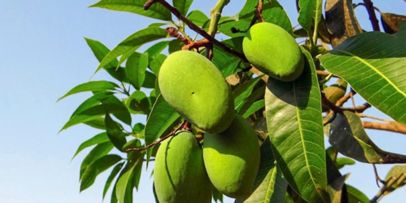 Vườn Xoài Cao Lãnh