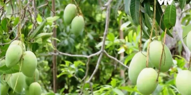 Vườn xoài Cao Lãnh đem tới giá trị kinh tế cao 