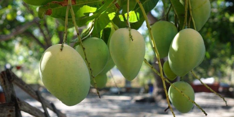 Xoài Sạch cung cấp nông sản Cao Lãnh 