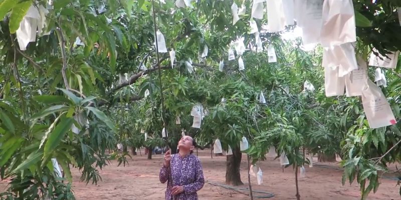 Vườn Xoài Hữu Cơ – Gieo Mầm Cho Hương Vị Tự Nhiên 