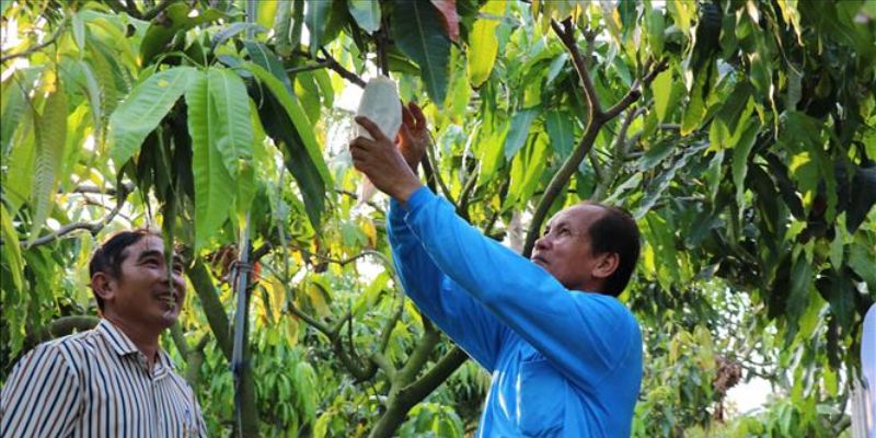 Vườn xoài hữu cơ Cao Lãnh