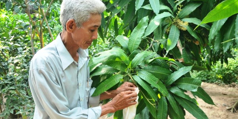 Vườn xoài hữu cơ Cao Lãnh đảm bảo an toàn chất lượng 