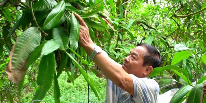 Xoài Sạch hợp tác với những vườn trái cây hữu cơ 