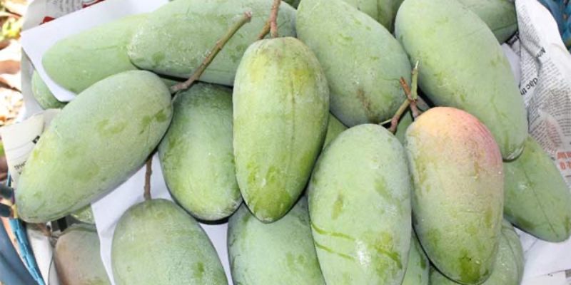 Vườn Xoài Sạch