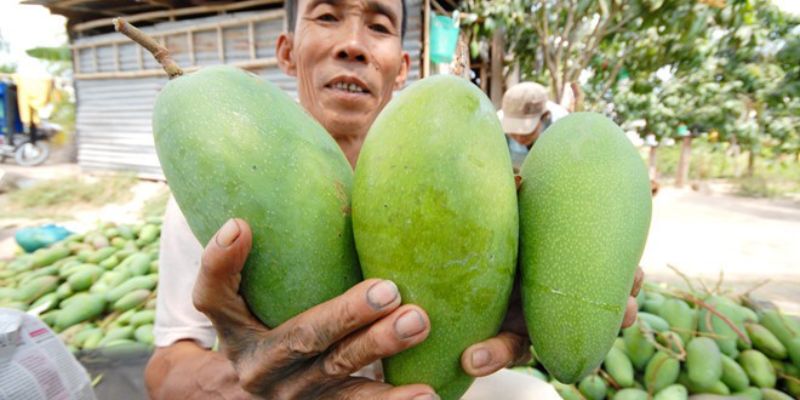 Xoài Sạch cung cấp nông sản theo mùa 