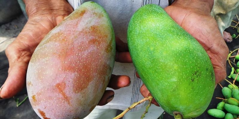 Vườn xoài sạch đảm bảo an toàn chất lượng 