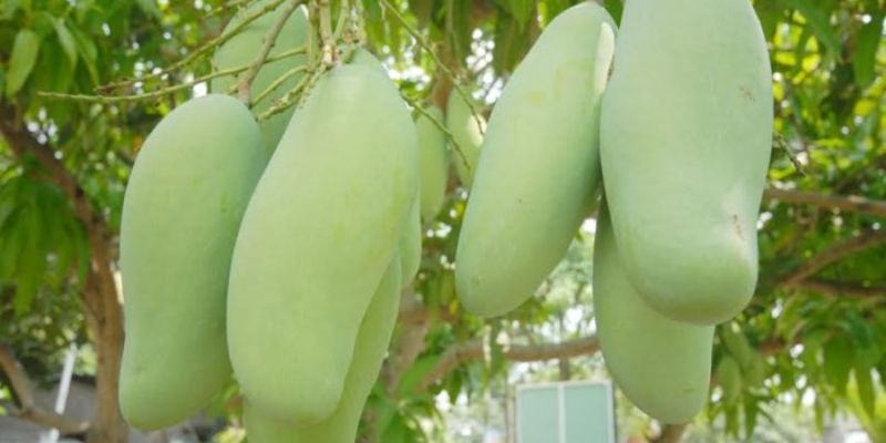 Vườn xoài thuận thiên