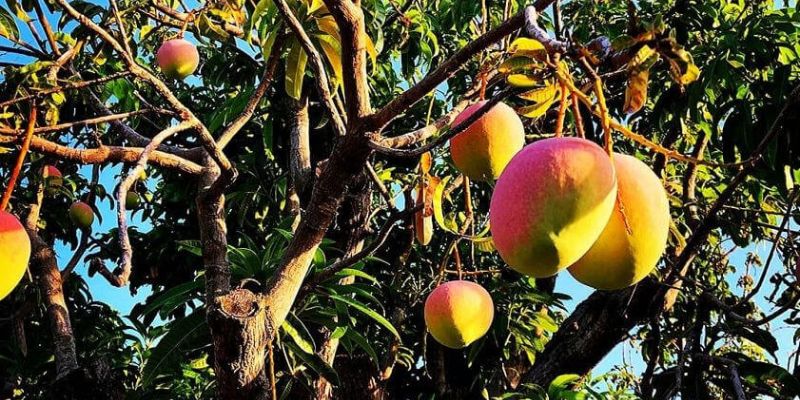 Xoài Sạch cung cấp nông sản an toàn 