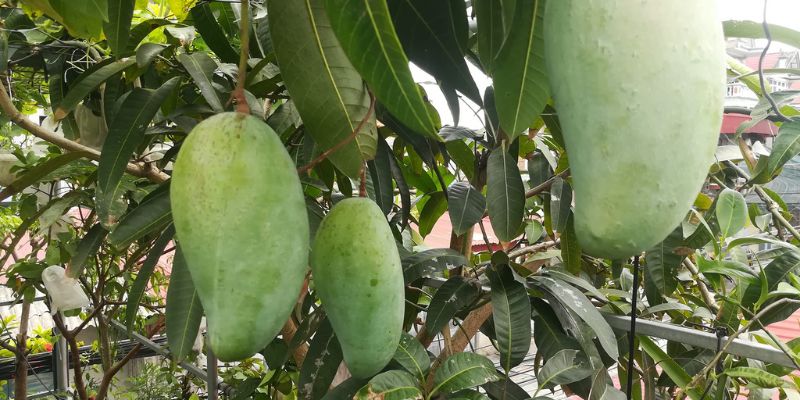 Vườn xoài thuận thiên đảm bảo an toàn 